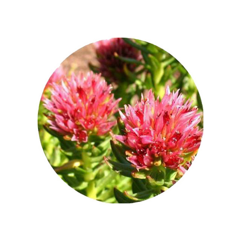 hot selling product rhodiola rosea extract 2